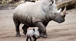Istraživanje: Rogovi nosoroga postaju sve manji