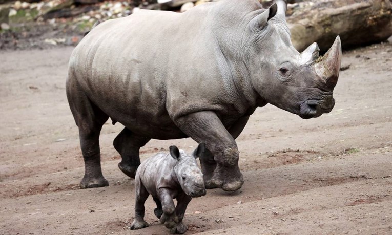 Rogovi svih vrsta nosoroga postaju sve manji