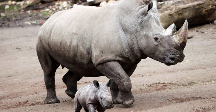 Istraživanje: Rogovi nosoroga postaju sve manji