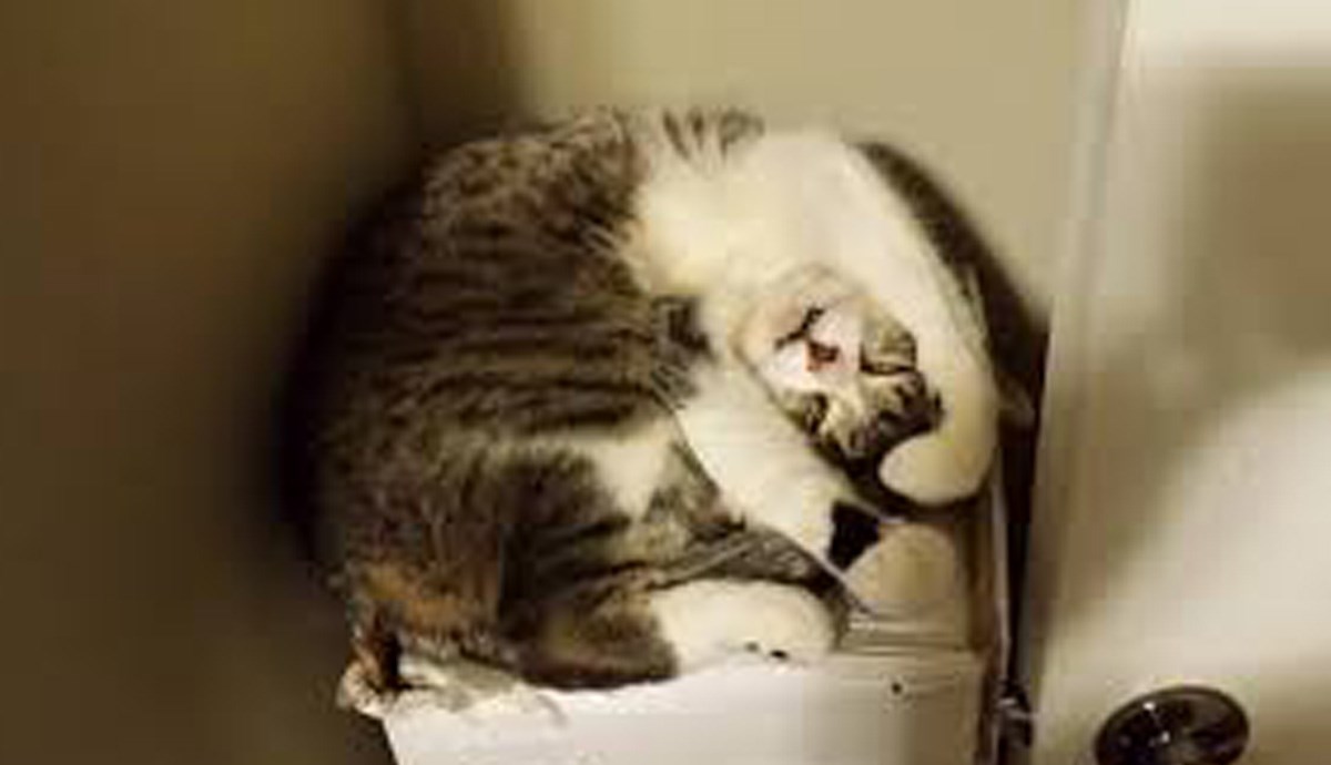 S ovim mačkama nešto nije u redu i to izgleda presmiješno