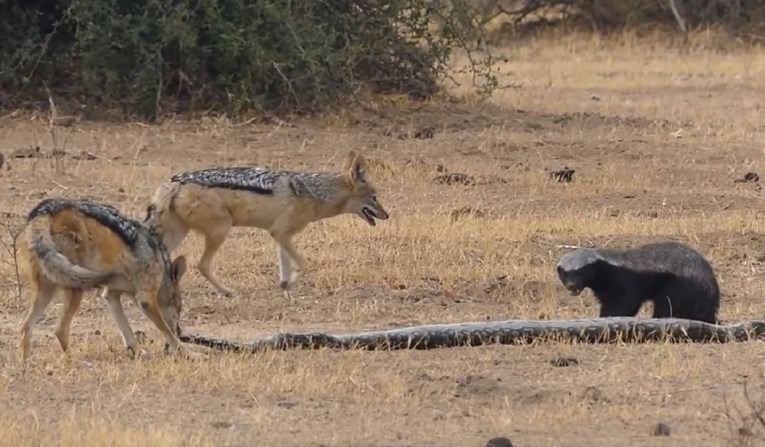 VIDEO Turiste na safariju iznenadio pobjednik borbe pitona, jazavca i šakala