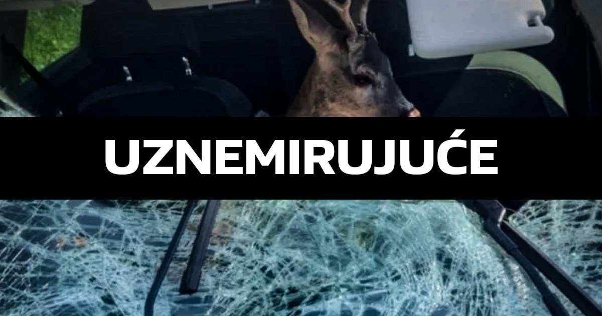 Nesreća kod Daruvara, srndać kroz vjetrobran uletio u auto