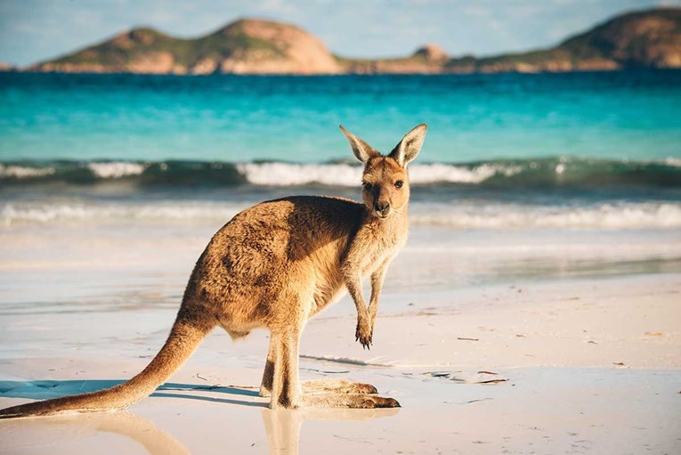 Australska ekologinja: Klokani umiru od gladi, bolje ih je ustrijeliti