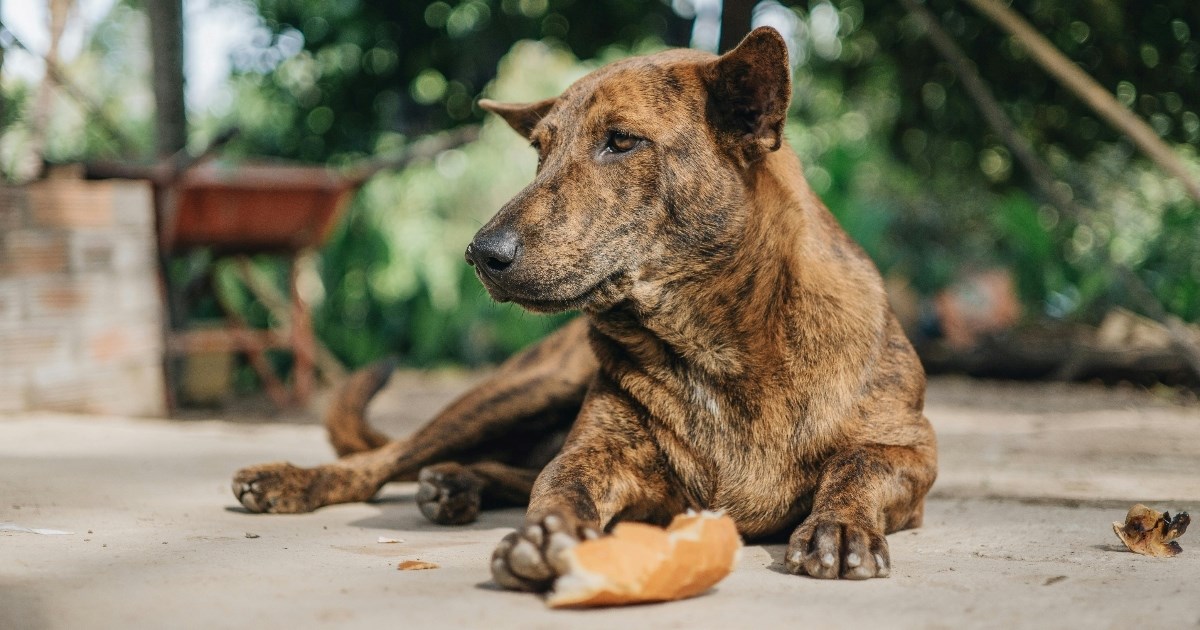 Upozorenje veterinara: Promjena u hranjenju psa može biti znak ozbiljne bolesti