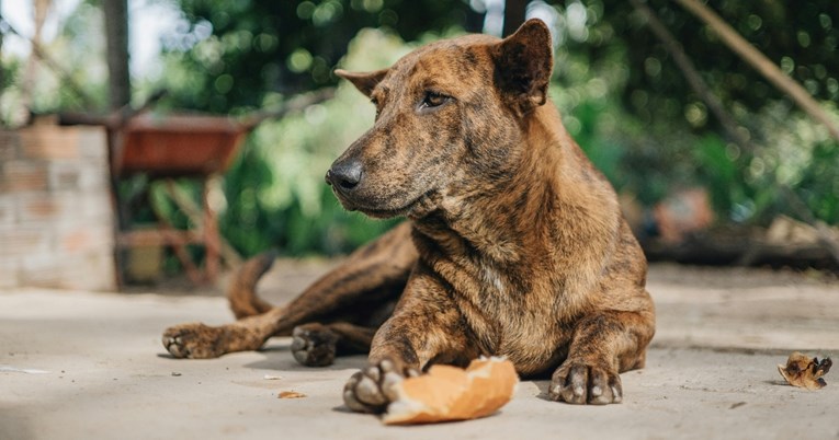 Upozorenje veterinara: Promjena u hranjenju psa može biti znak ozbiljne bolesti