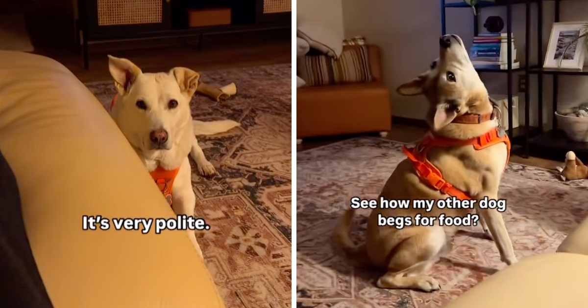 Žena snimila kako njezina dva psa mole za hranu, razlika u ponašanju mnoge nasmijala