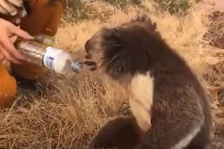 Snimka koja je mnoge dirnula: Vatrogasac napojio iscrpljenu koalu