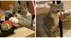 19 milijuna pregleda: Mačka ukrala hranu sa stola, ljude nasmijalo njezino mljackanje