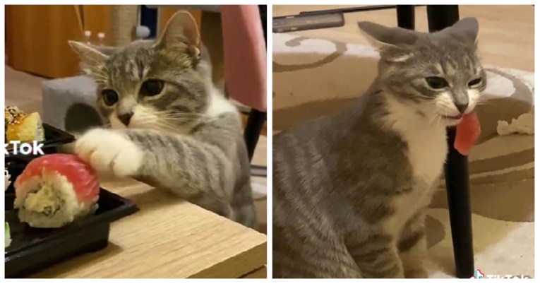 19 milijuna pregleda: Mačka ukrala hranu sa stola, ljude nasmijalo njezino mljackanje