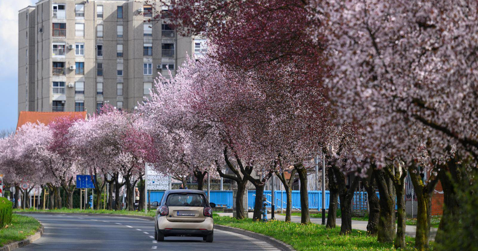 Rascvjetana stabla pretvorila Horvaćansku u jednu od najljepših zagrebačkih ulica