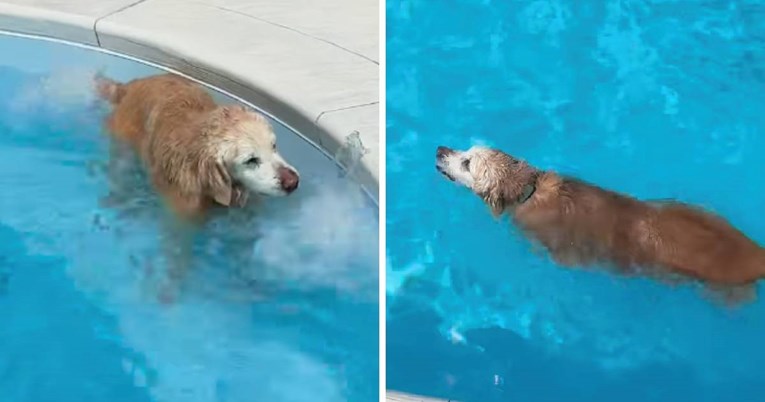 Stariji zlatni retriver dobio bazen iz snova, njegova sreća je zarazna