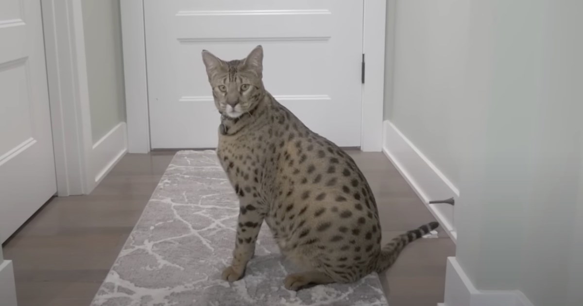 Fenrir je sa 47.83 centimetra proglašen najvišom živućom domaćom mačkom na svijetu