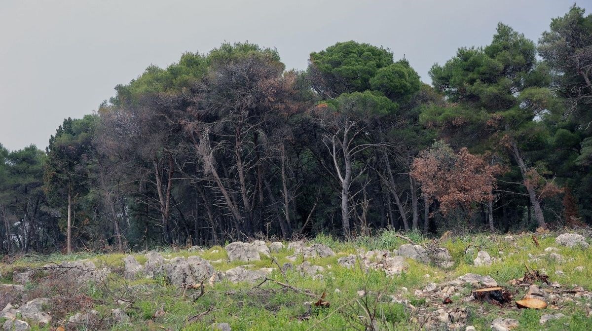 Hrvatske šume podsjećaju građane da budu odgovorni, nude i nagrade
