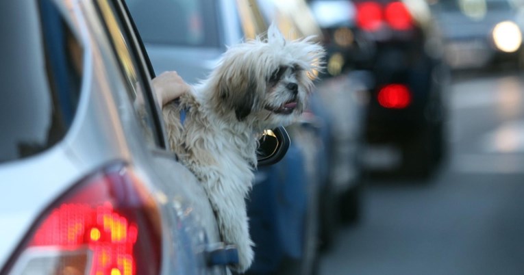 Vruće je, ne ostavljajte psa u vozilu: Temperatura može postati fatalna u pola sata