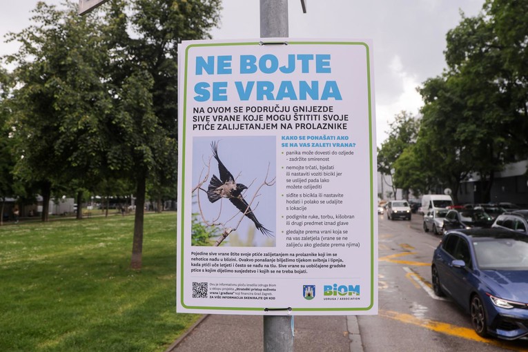 U ovim zagrebačkim kvartovima "vladaju" vrane. Jedna napala Zagrepčanku s bebom