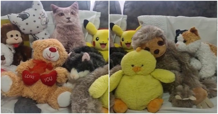 Viralni hit: Sakrila mačku od stanodavca među igračke, biste li vi uočili životinju?
