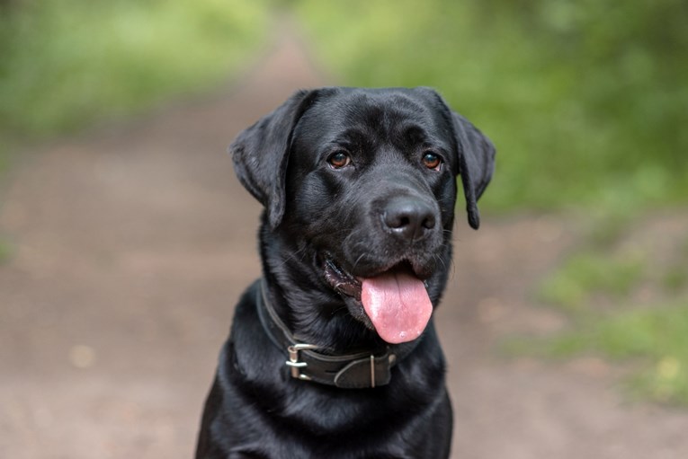 Vlasnik ostavio labradora u vrtiću, osoblje otkrilo što njegov ljubimac radi
