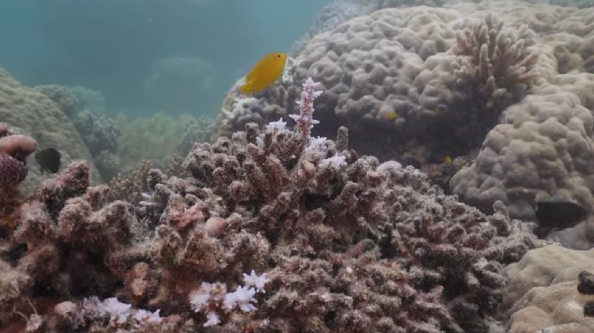 VIDEO Znak smrti širi se po drevnom australskom koraljnom grebenu
