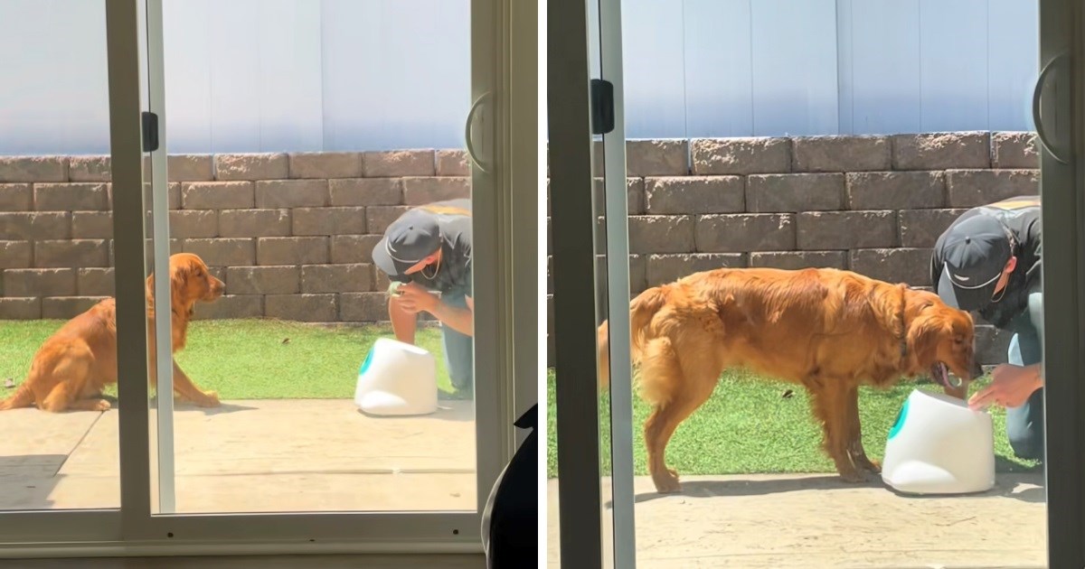 Vlasnik pokušavao naučiti psa koristiti igračku, njegovi pokušaji nasmijali tisuće