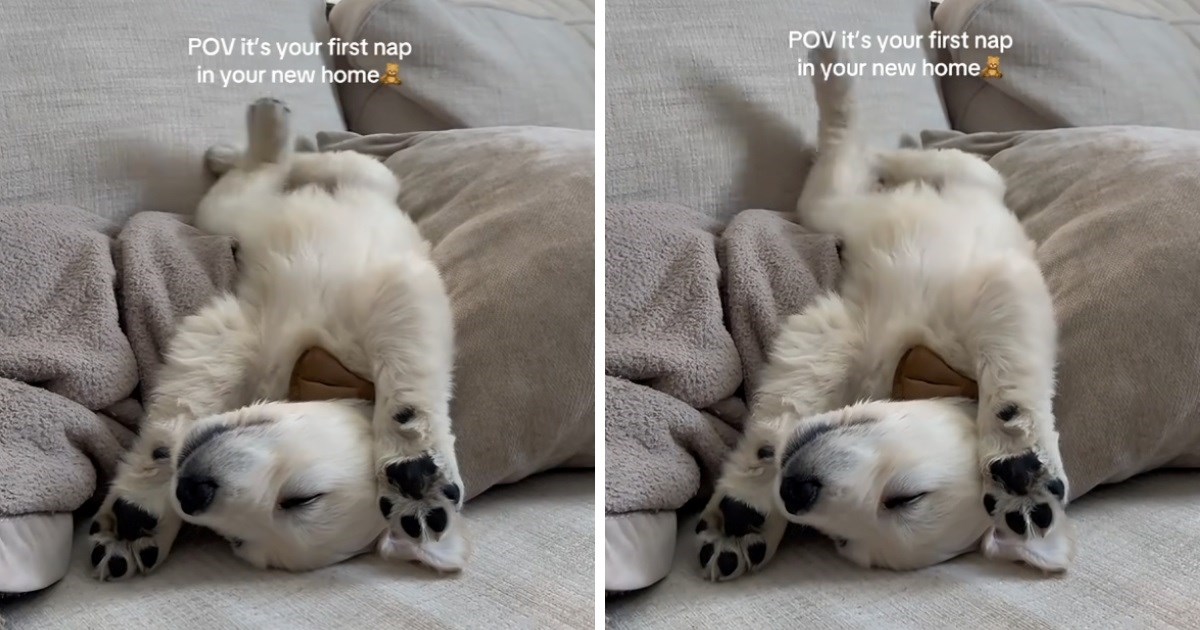 Brzo se opustio: Žena snimila kako je psić zaspao prvi dan u novom domu