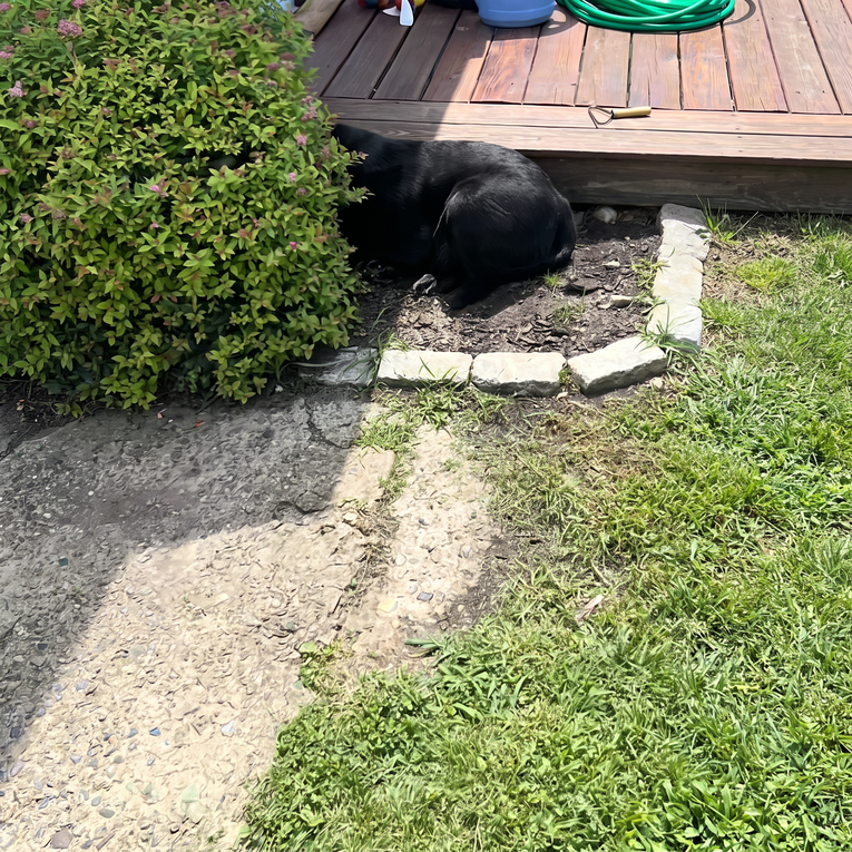 Labrador se pokušao sakriti od vlasnice u grmu i postao internetski hit