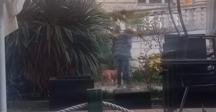 Policija pronašla vlasnika staforda koji je ubio maltezera pred vlasnicima u Puli