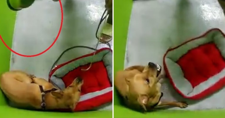 Djelatnik škole za obuku pasa u Singapuru zlostavljao psa, sve je snimila kamera