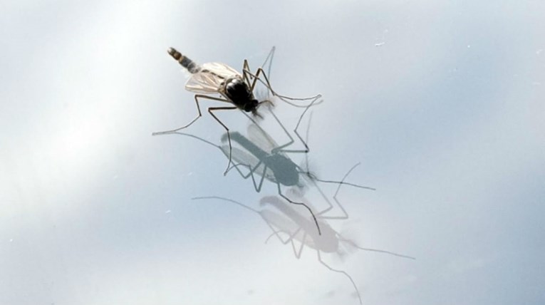 Osijek se priprema za borbu s komarcima, izdvaja preko tri milijuna kuna