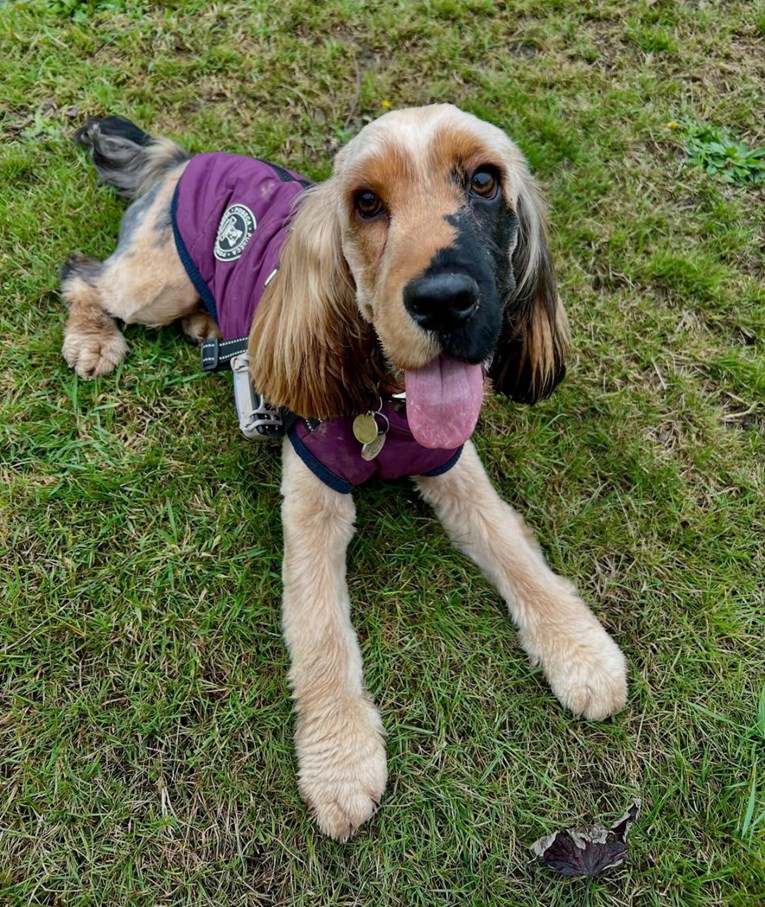 Ralphie je zbog genetske mutacije rođen s rijetkim uzorkom dlake, presladak je 🥹