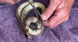 Čovjek pronašao zmiju potpuno umotanu u mrežicu. Uspio joj je spasiti život