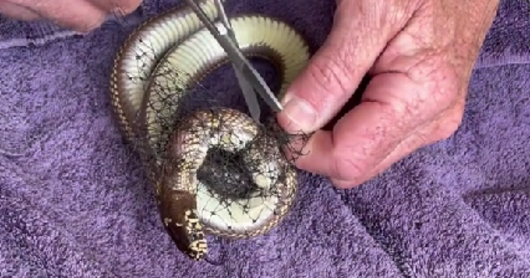 Čovjek pronašao zmiju potpuno umotanu u mrežicu. Uspio joj je spasiti život