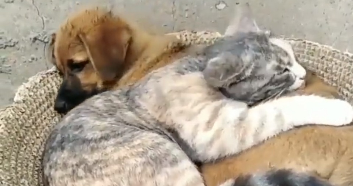 Ovaj preslatki video mačke i psa će vam popraviti dan