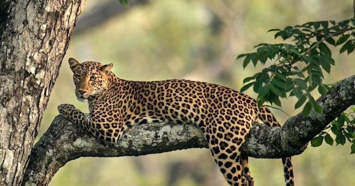 Fotograf podijelio nevjerojatnu fotografiju zakamufliranog mladunčeta leoparda