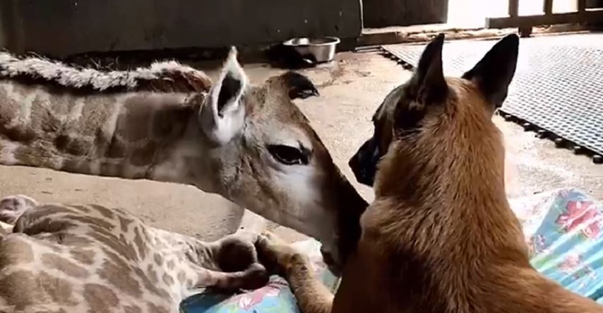 VIDEO Slatko prijateljstvo: Pas čuva napuštenu bebu žirafu