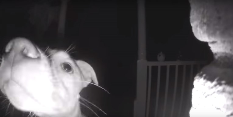 Psa ostavili vani, iznenadili se kad im je pozvonio na vrata