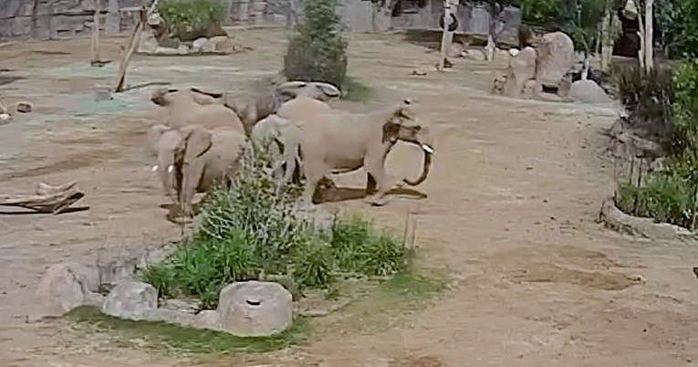 Pogledajte kako slonovi u zoološkom štite mladunce od potresa