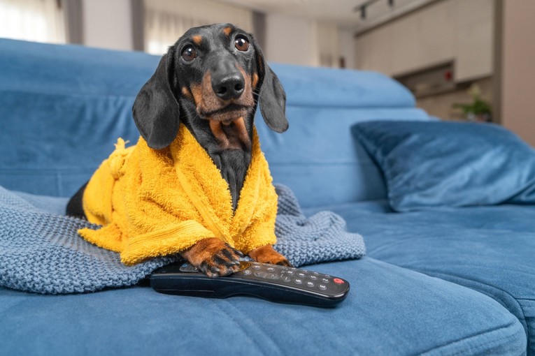 Vole li psi gledati televiziju?