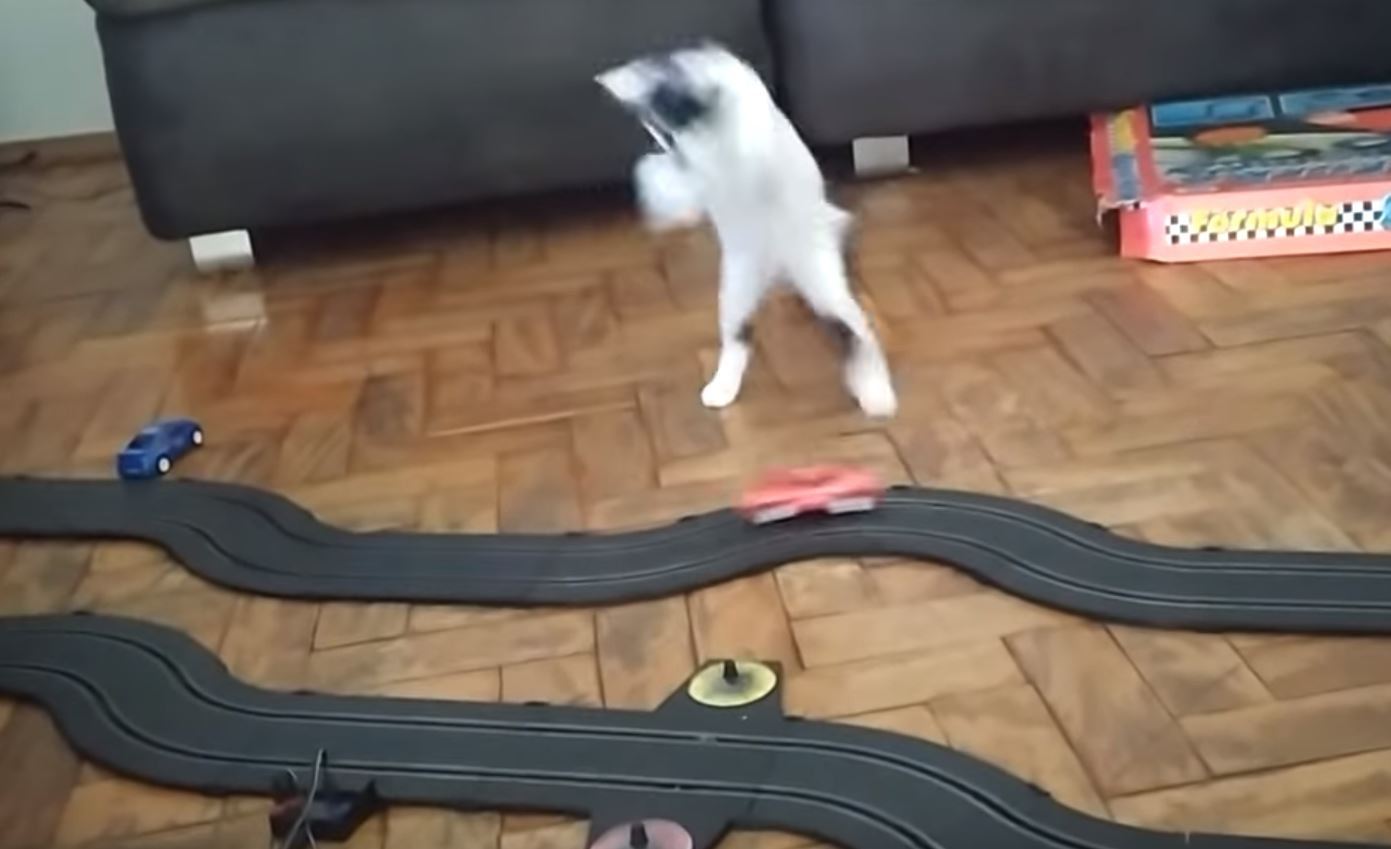 Vlasnik izbezumio mačku autićem, snimka postala hit na internetu