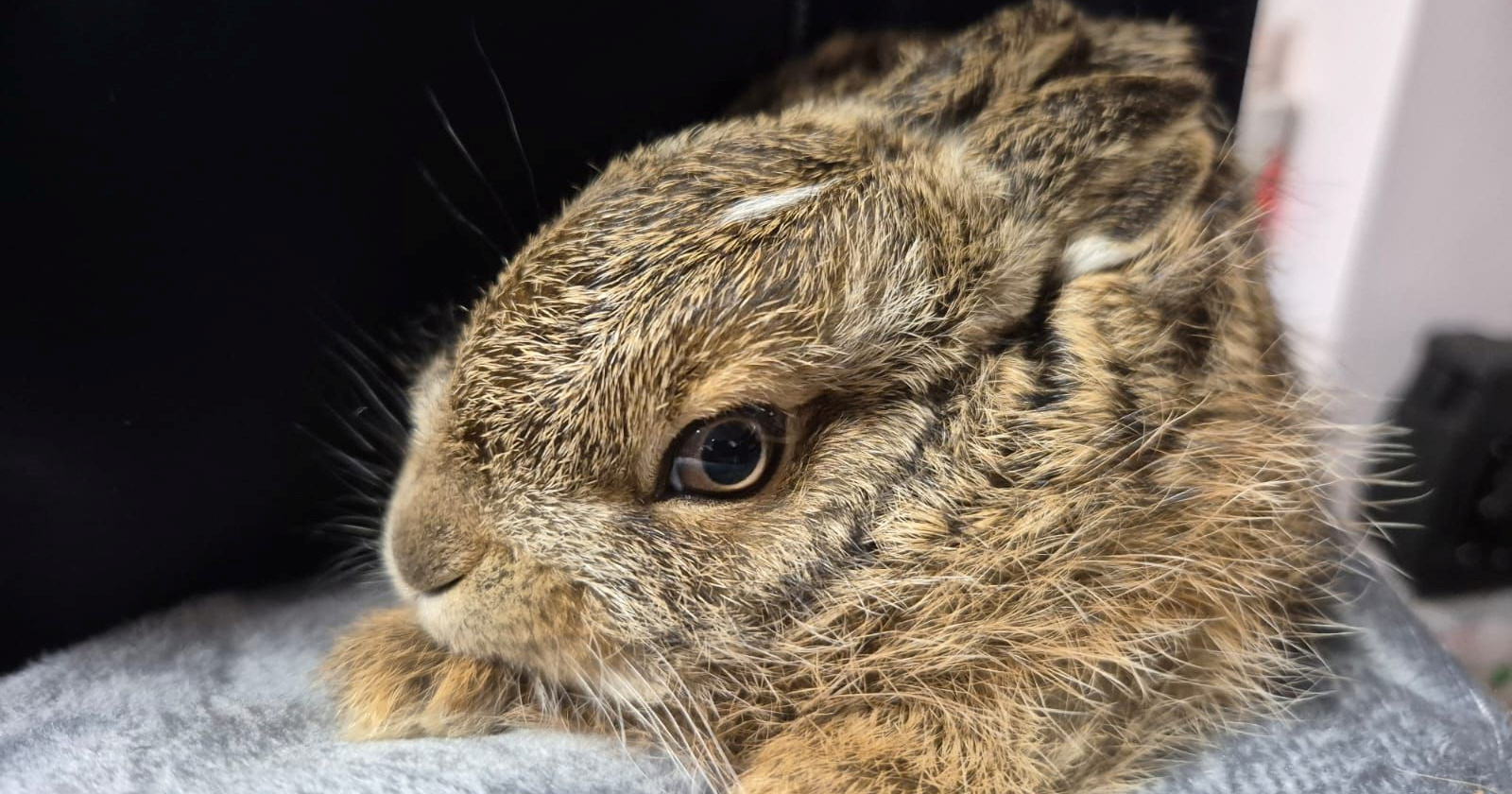 ZOO Zagreb upozorava: "Ne dirajte lanad i zečiće u prirodi"