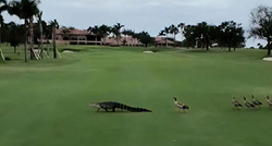 Snimka ljutitih gusaka koje tjeraju aligatora s terena za golf postala hit