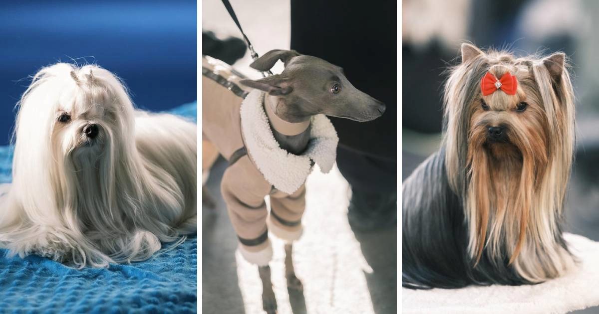 FOTO Na Zagrebačkom velesajmu održana međunarodna izložba pasa. Preslatki su