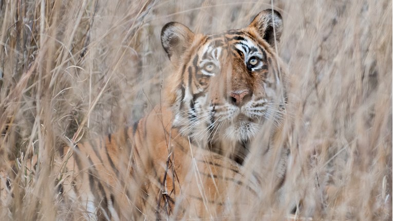 Broj tigrova u Indiji u četiri godine porastao za više od 30 posto