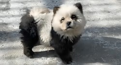 U kineskom zoološkom vrtu psima obojili krzno kako bi nalikovali pandama