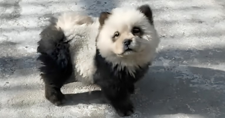 U kineskom zoološkom vrtu psima obojili krzno kako bi nalikovali pandama