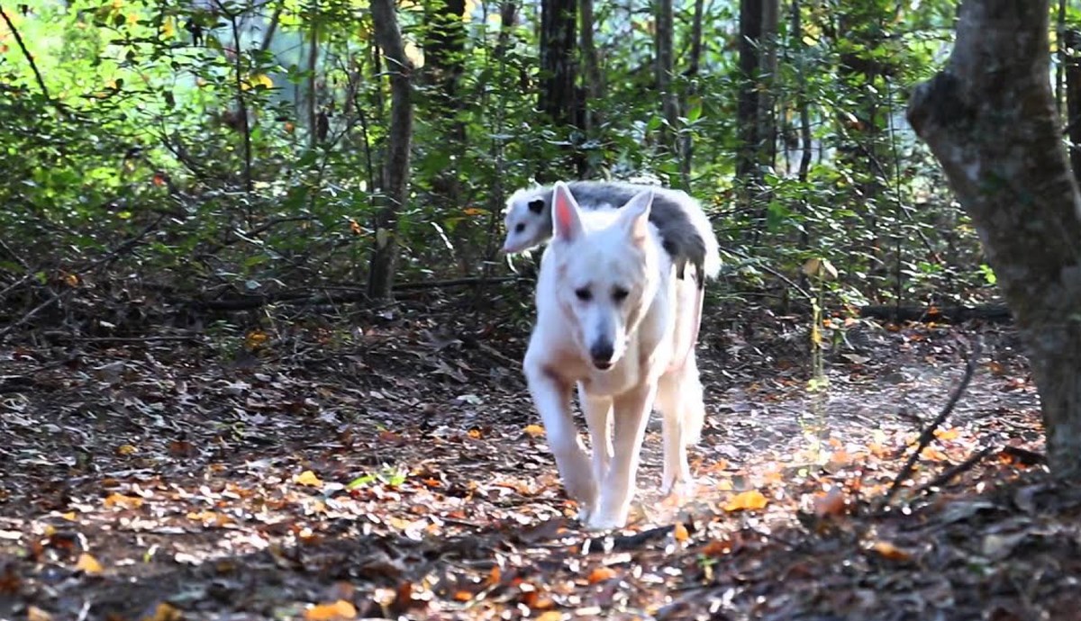 Poseban veliki bijeli pas posvojio bebu oposuma od koje se ne odvaja ni danas