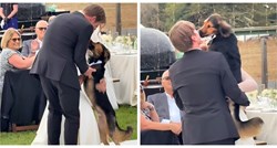Ovaj pas je ukrao svu pažnju na vjenčanju svojih vlasnika