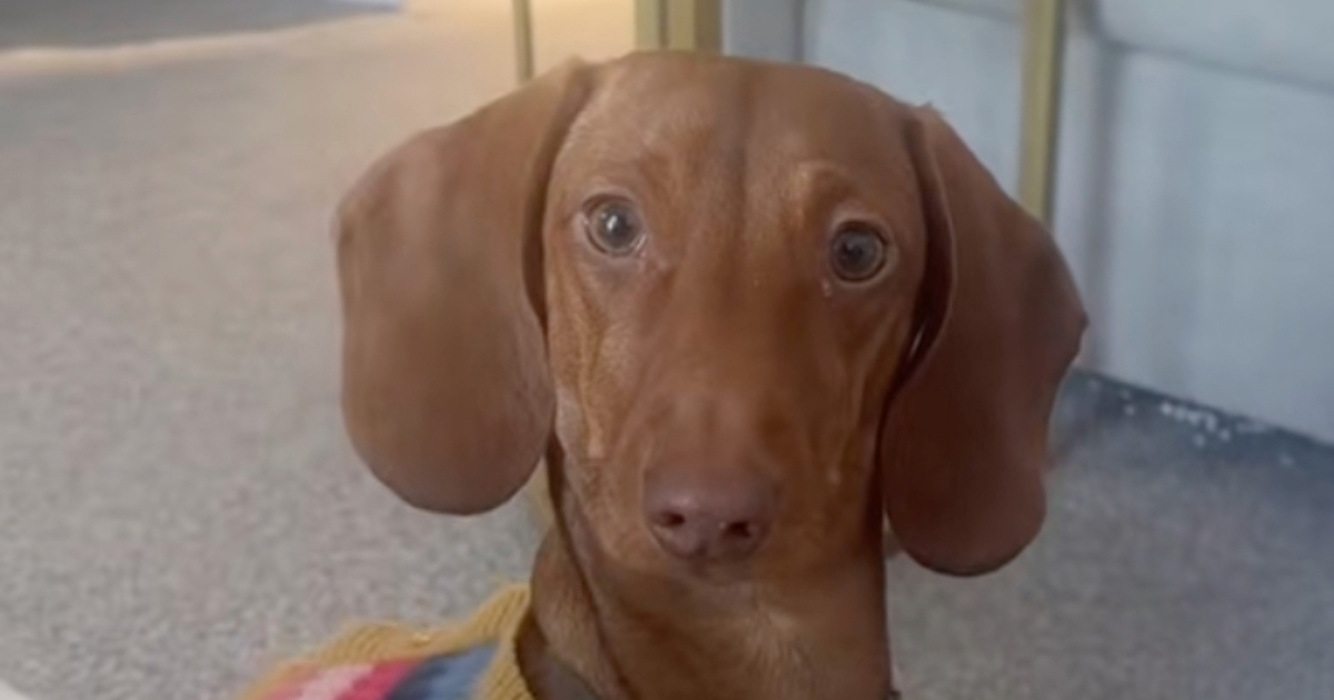 Pas prvi put čuo hit Georgea Michaela, njegova reakcija je neprocjenjiva