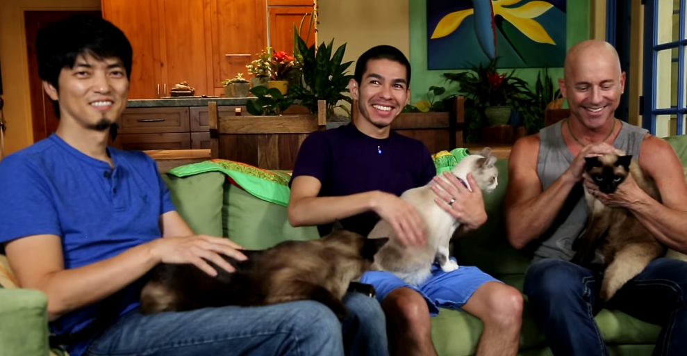 Obitelj udomila petnaest mačaka, evo kako izgleda njihov život i dom