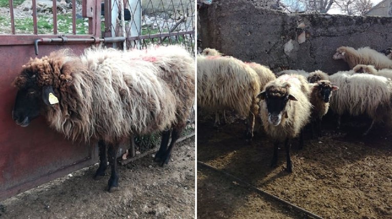 Farmer kod Knina htio žive ovce baciti psima da ih pojedu. Veterinarka ih je spasila