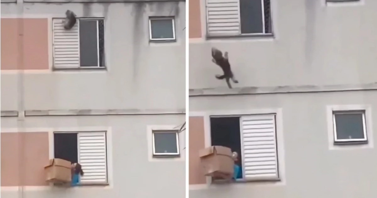 Pas pao kroz prozor, susjeda ga spasila pomoću kartonske kutije